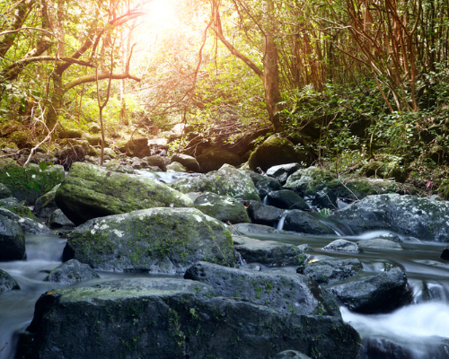Mauritius – Black River Gorges National Park