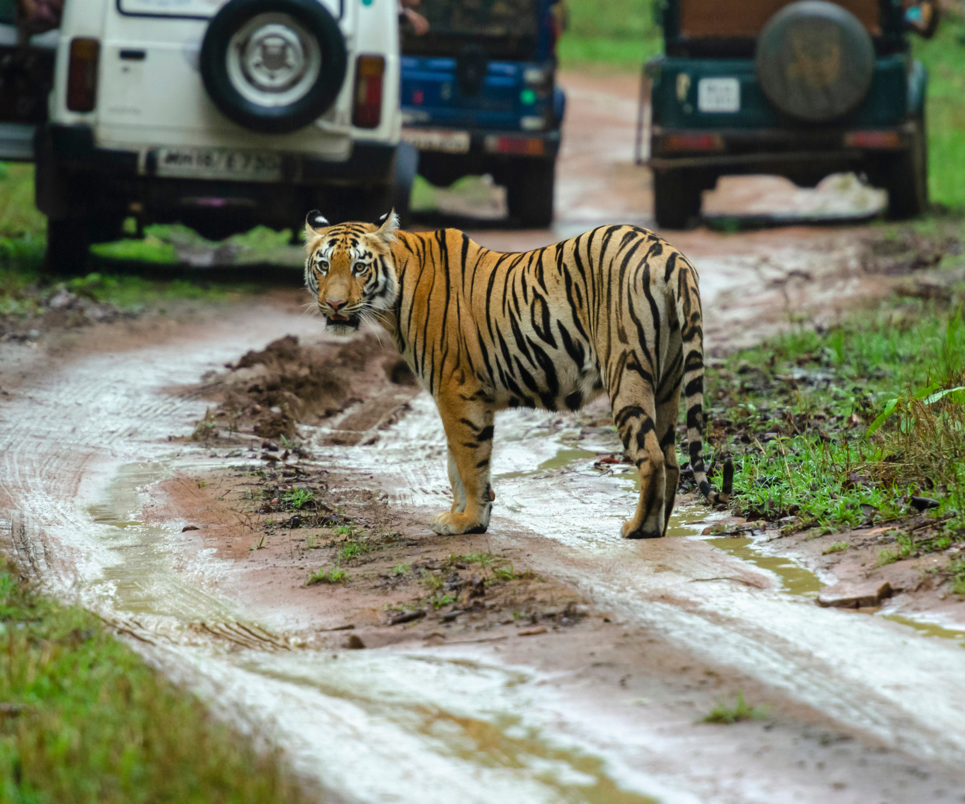 Classic India with Tiger Reserve - Image 6